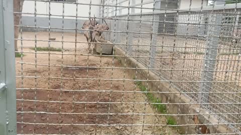 These antelopes were placed in cages