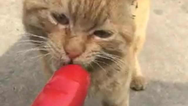 Cute kittens Baby Cats Cute and Funny Cat Videos Compilation #shorts #animals