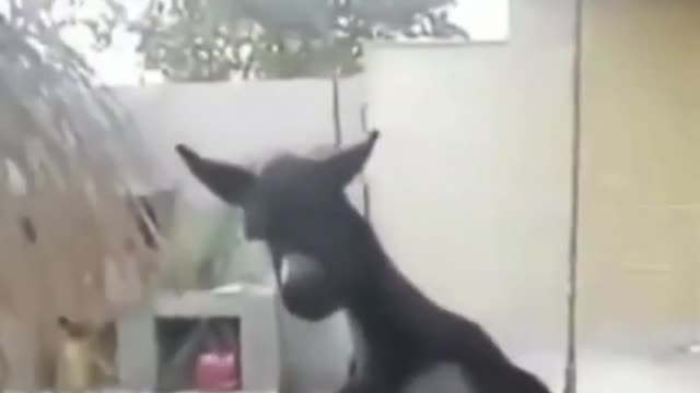 what an obedient donkey