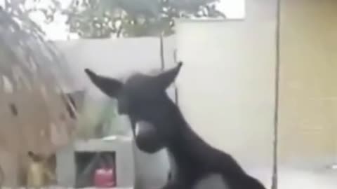what an obedient donkey