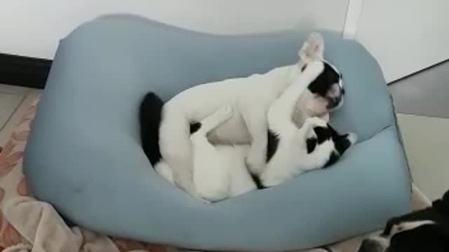 Jealous Frenchie watches puppy and kitty cuddle together