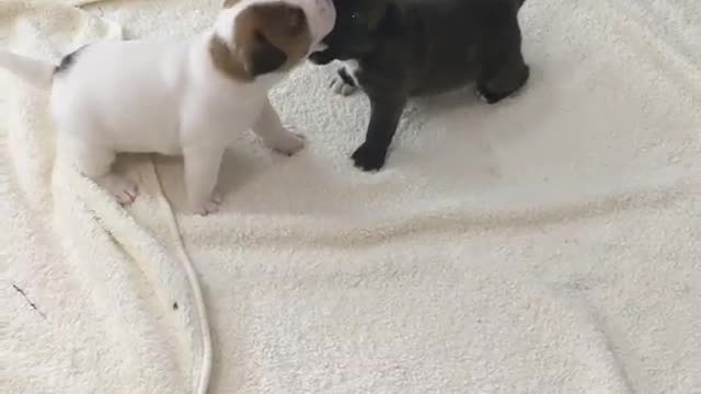 Puppies. Brothers