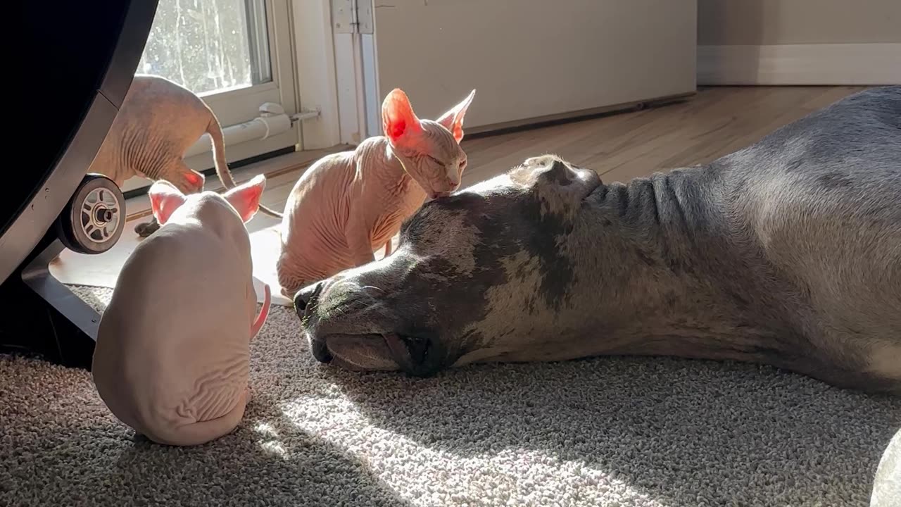 Great Dane Gets a Sphynx Bath