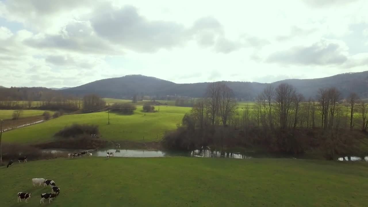 Cows On A Field Alongside The River Bank