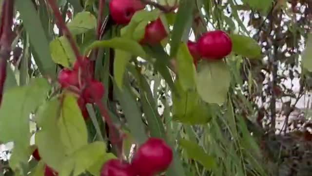 The cherries on the tree are ripe