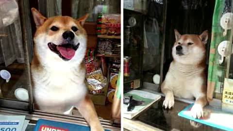 Meet The First Sales DOG in The World – A Cute Shiba Inu Who Works At A Little Shop In Japan