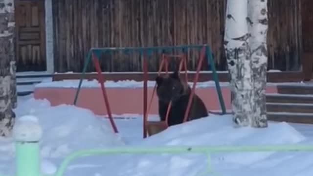 Bear Plays in Swing