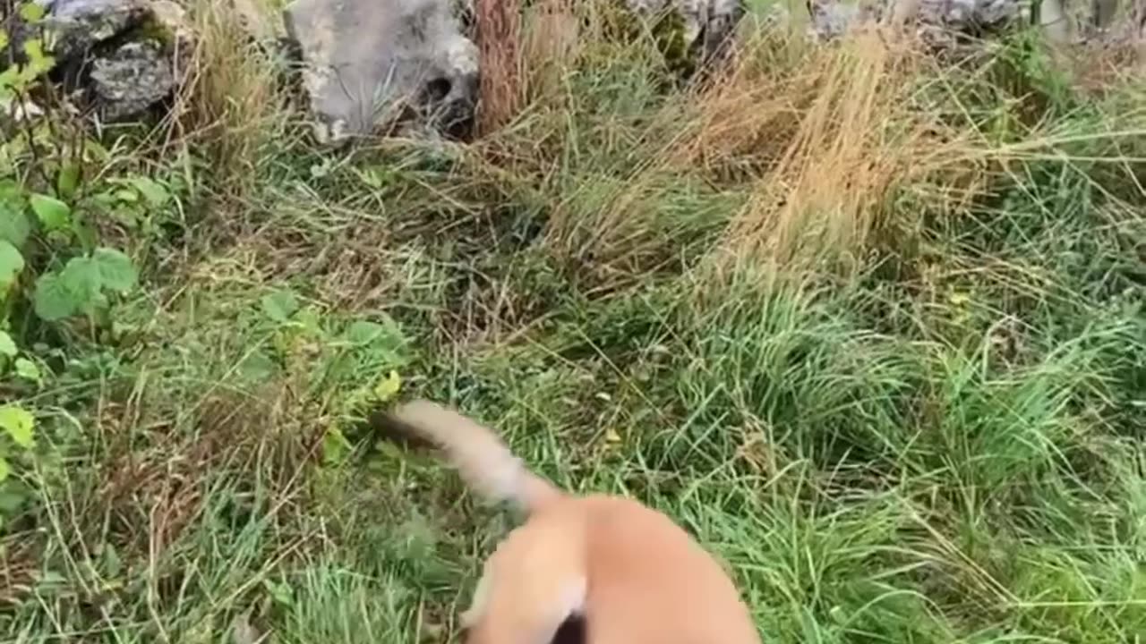 Cows Gather For Kisses From Doggo