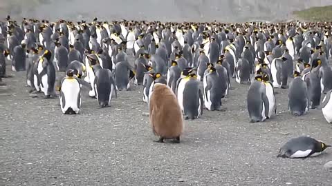 The chicks follow their mother to the party