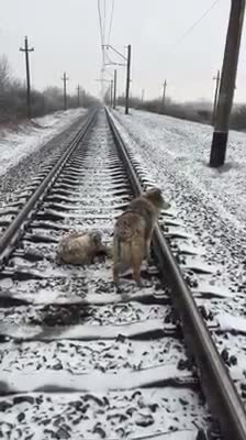 Un perro protege a su compañera lastimada antes de que un tren los pasara por encima - PARTE 2