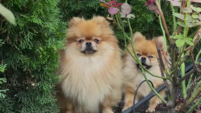 Dogs Playing In The Garden