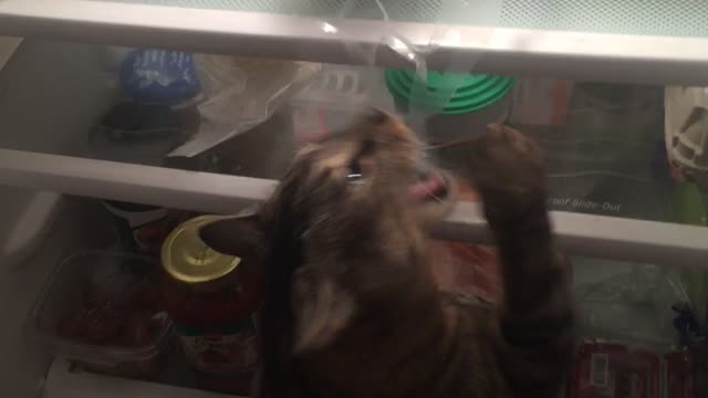 Cat On His Way To Fetching Beer For Owner