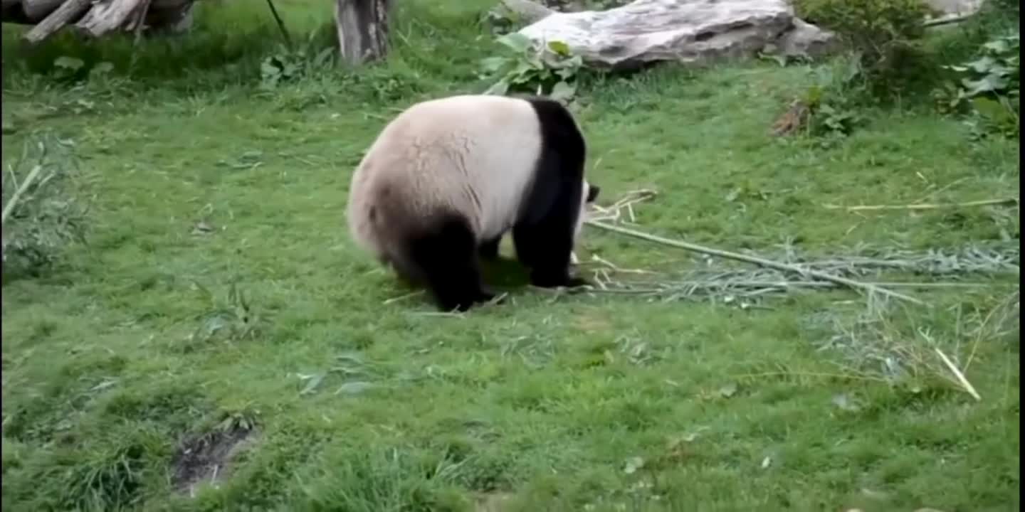 It's really Kung Fu Panda, it's amazing