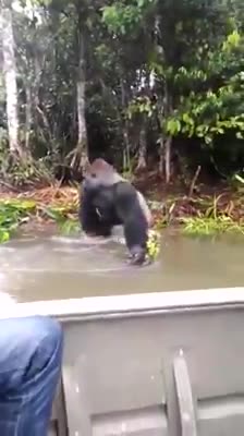 Angary gorilla through water to board guys!funny
