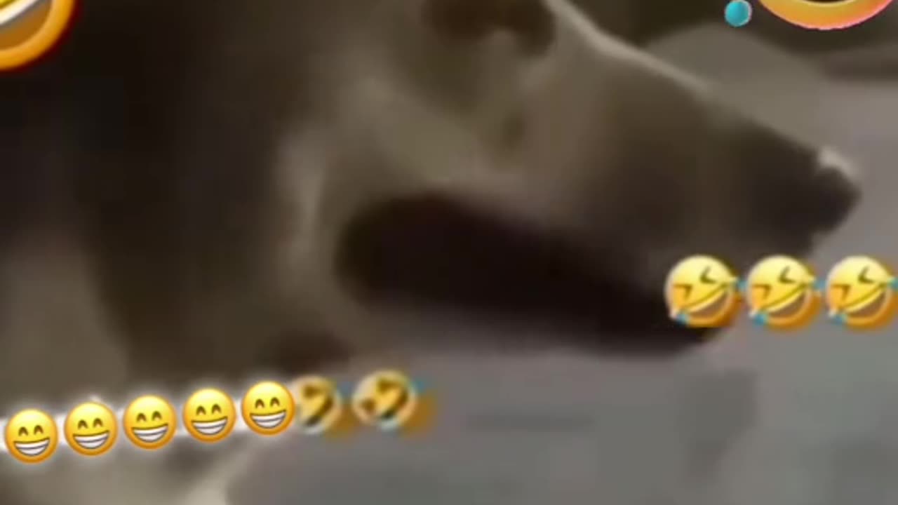 Cute doggy 😅🤣you can't Stop laughing