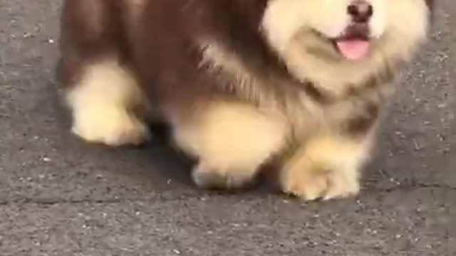 Cute and adorable Alaskan Malamute pets Am I fat😍 cute Puppies