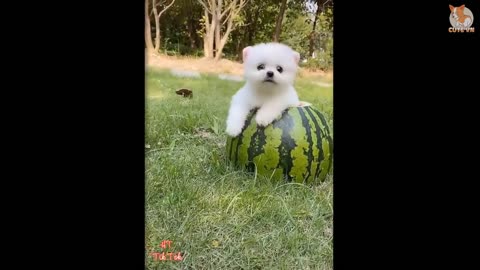 most-famous-pomeranian Cute Puppy###