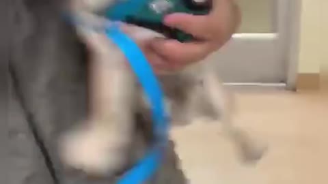 Cute Dogs of Tiktok Part 2