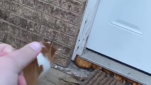 Cute and Funny Cat Videos Compilation - PART 28