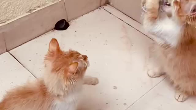 Twin cats playing and try to eat rat | Funny two cats video