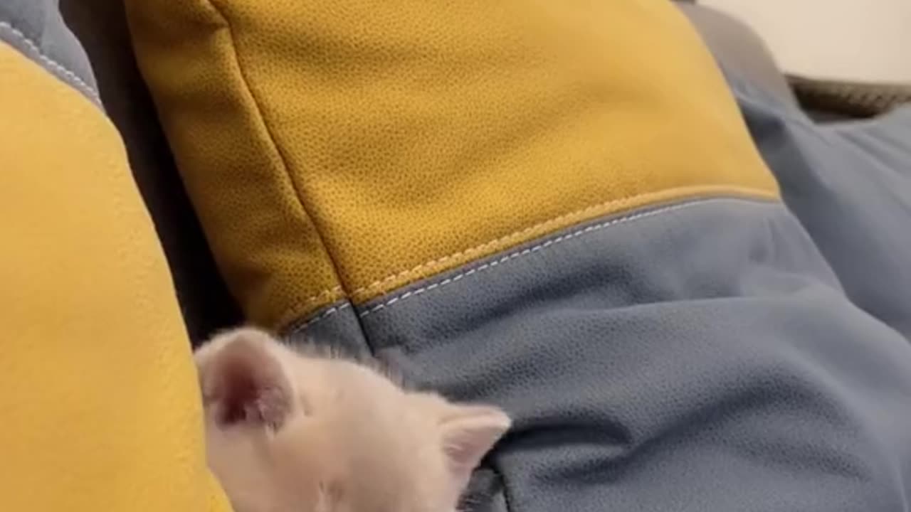 cute baby cat