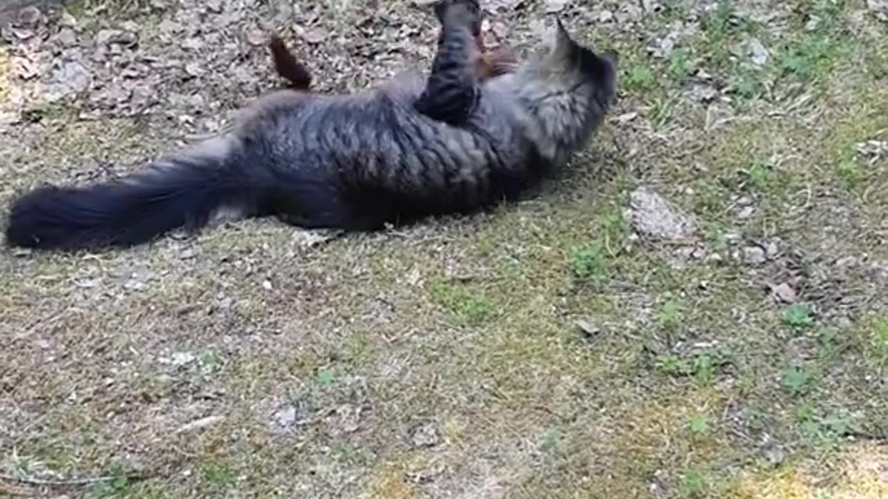 Cat vs Squirrel