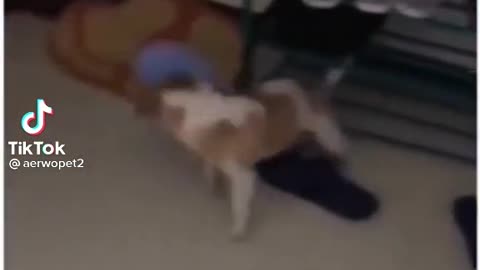 ###funny dog