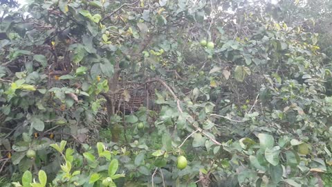 guava tree waiting for harvest