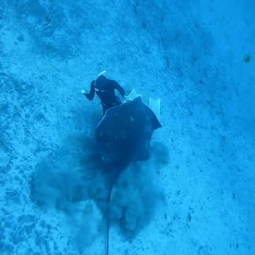 Stingray Encounter At Thirty Meters Deep 😱😱😱