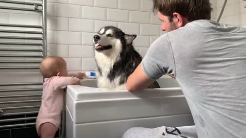 Alaskan Malamute Bath Time! Naughty Niko Rolled In Poo!-17