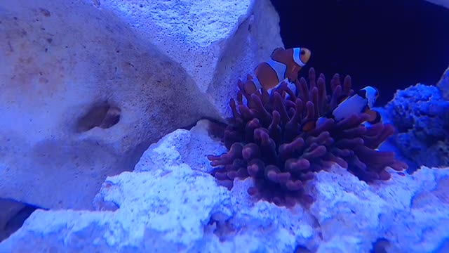 SEA AQUARIUM ANEMONE BBT RAINBOW