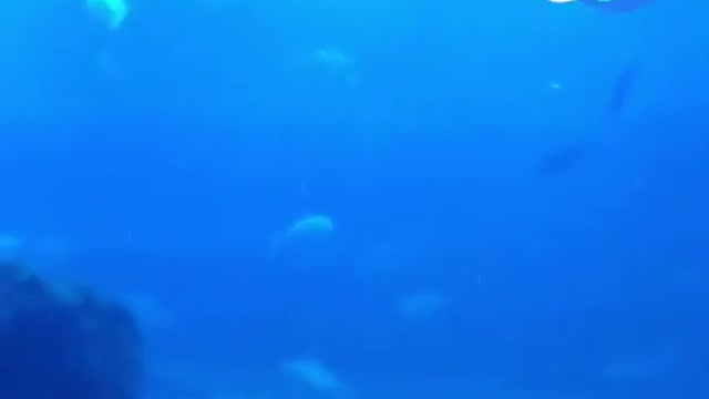 Aquarium Burj Khalifa _ Dubai UAE _ Travel Guide Channel _ #Shorts