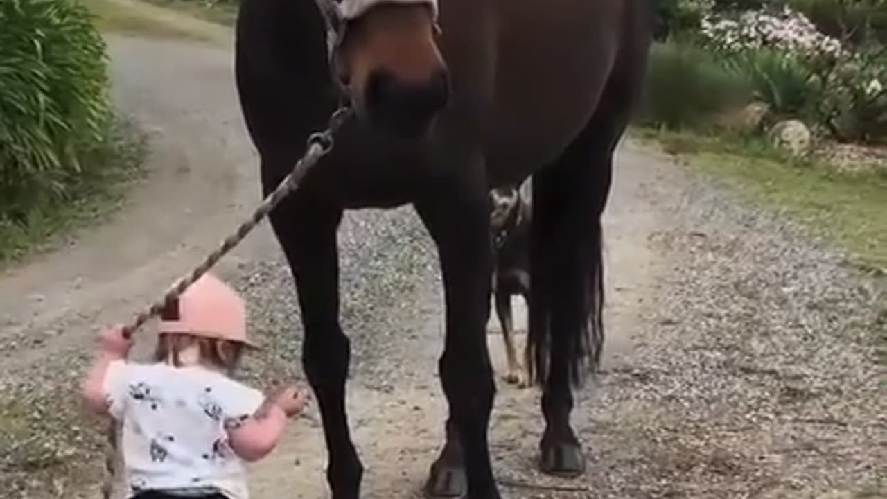 Black horse And cute baby 🐈