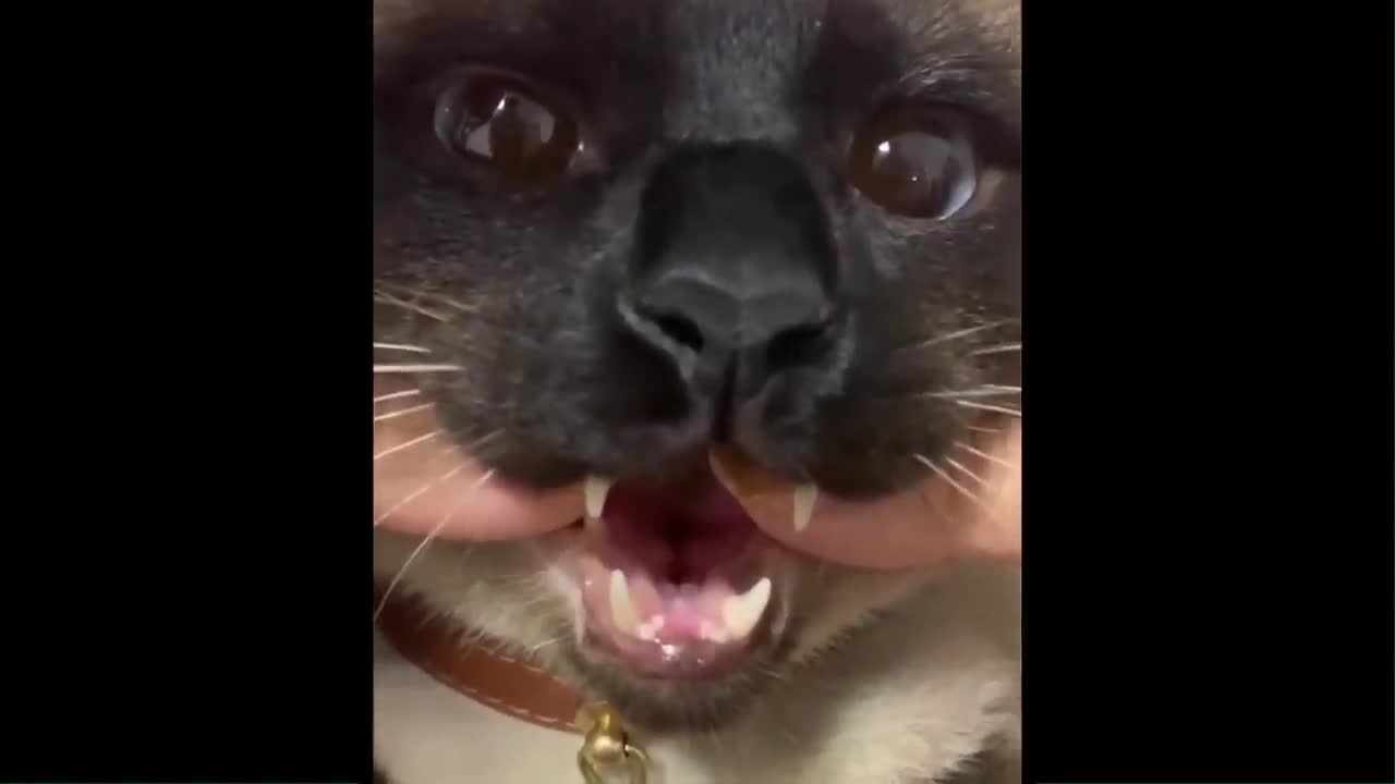 Try Not To Laugh or Grin While Watching Funny Animals Compilation (2022)