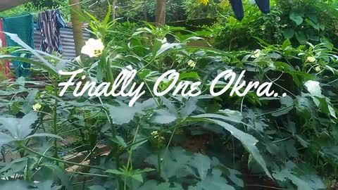 Dog Suddenly Visting Backyard Garden