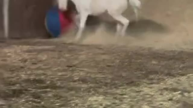 Funny horse is playing with his favourite large ball!