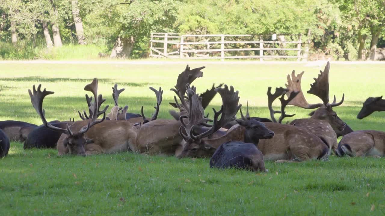 A herd of fallow deer rests and grazes in a meadow by a forest on a sunny day