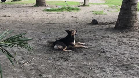 Chill dog is enjoying and living the beach life!