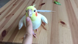 Beak boops