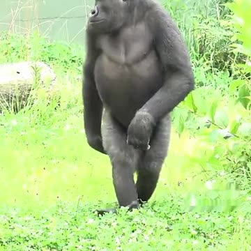 Funny Monkeys make me Happy