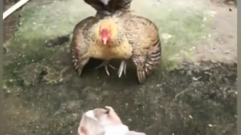 chicken vs dog FIGHT very funny #1