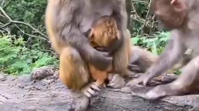 Funny Monkey Videos