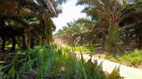 Video footage of a dump truck carrying palm fruit