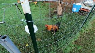 Garden Update and Feeding the Chickens