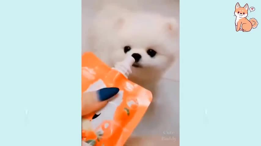 babydog #funnydog #nani hanok cheedu Baby Dogs - Cute and Funny Dog Videos Compilation