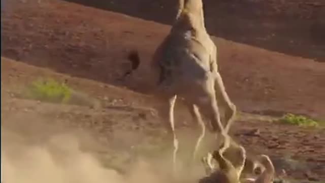 giraffe vs lioness