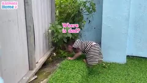 smart BiBi helps dad feed baby parrost