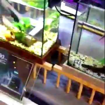 LOVELY FISH IN AN AQUARIUM