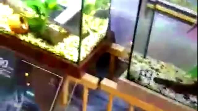 LOVELY FISH IN AN AQUARIUM