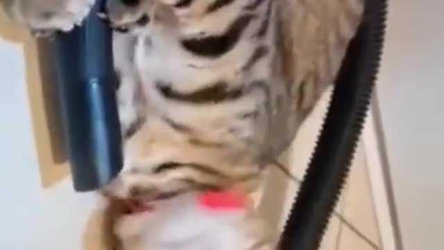 Vaccum Fun Cat πΈπ Funny Cat ππ